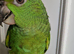 Handreared Baby Yellow Nape Amazon for sale in London
