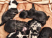 Puppies for Sale!