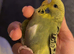 2 Young Birds + Cage &ndash; &pound;60