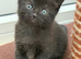 Beautiful kitten (8 Weeks in 26/10/2026)