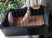 Zebra finches for sale