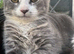 Stunning Grey & Grey-White Kittens Raised in a Loving Family Home