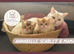 Pedigree BSH Kittens Ready Now!