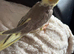 Baby cocktail