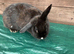 Female rabbit for sale in Partington