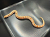 Variety of Western Hognose Hatchlings