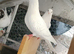 Pigeon for sale