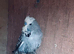 Baby grey male budgie