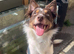 Brown & White Border Collie