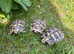Stunning 1 year old Baby Hermann Tortoises CB in the UK