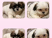 Beautiful shihtzu