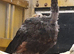 2026 java green cockbird