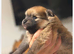 Pomerian puppies
