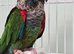 Rose-Crowned Conures & Pearly Conure for Sale