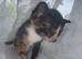 4 kittens