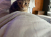 Kittens ready now