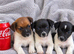 Miniature Jack Russell puppy’s