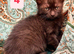 Turkish Angora cross, 6 x Kittens, reserve your own kitten now. Ready to go in 10 days