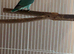 Baby lovebirds X2