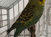 Budgies for sale &pound;10 each