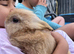 Dwarf Lionhead Boy