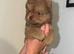 one chocolate chow chow girl available
