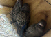 Baby blackface budgies available