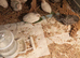 Available Soon Tiny Button Quails White Females £12 and 1 x boy £5 in Pure White Colour over 6 weeks old