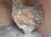 Bantam chicken hens