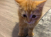 Male ginger kitten