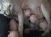 STUNNING SILVER, BLUE EYED BABY BOY SPHYNX KIT