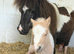 Shetland mare