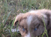 BORDER COLLIE PUP READY FOR NEW HOME LAST ONE LEFT BOY