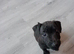 Male patterdale pup