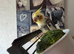 Baby Male Cockatiel