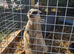 Meerkats