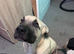 NEED REHOMING ASAP!!!