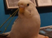 Hand tame budgie