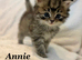 Six absolutely stunning Persian Kittens