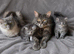 TICA REGISTERED MAINE COON KITTENS