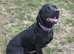 6 year old black lab female