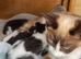 Rag doll mix boy kitten