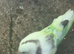Pigeons for sale