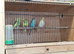 Baby budgies
