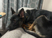 Belgian malinois