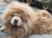 CHOW CHOW PUPPIES
