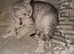 Silver snow British shorthair kittens