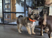2 chihuahua puppies