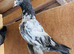 Pigeons Pakistani highflying