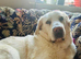 Spanish mastiff